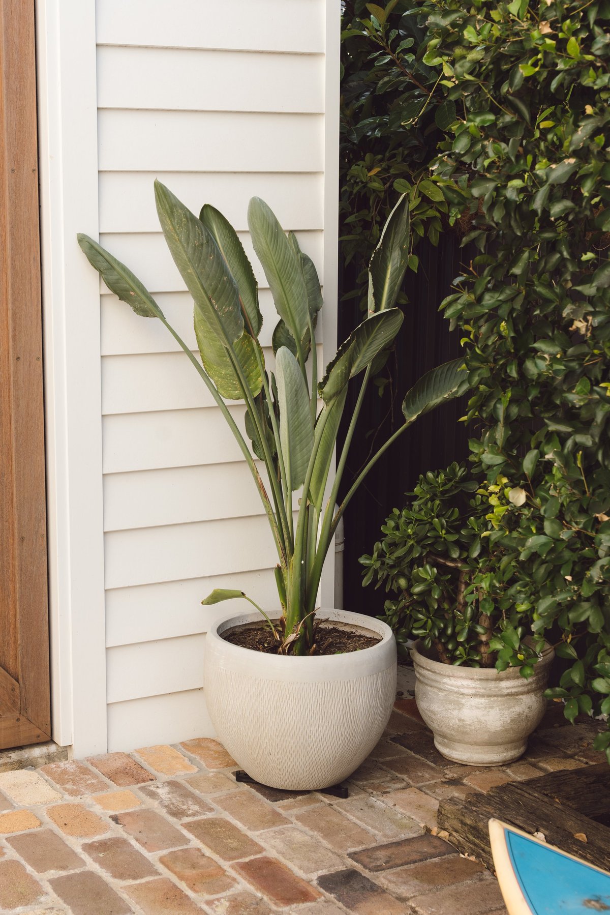 Botanical landscaping detail by ACG Built
